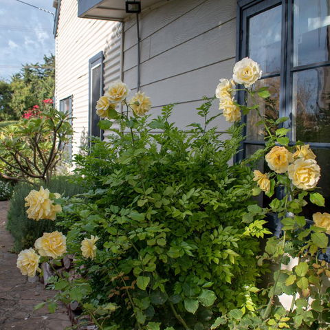 Haven Cottage Kangaroo Island - Dentist Find 1