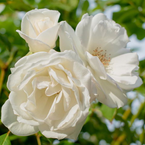 Haven Cottage Kangaroo Island - Dentist Find 2