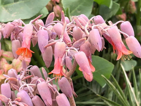 Aussie Opal Diggers Outback Retreat-Undergound - Dentist Search 27