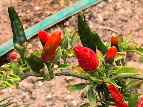 Aussie Opal Diggers Outback Retreat-Undergound - Dentist Search 25