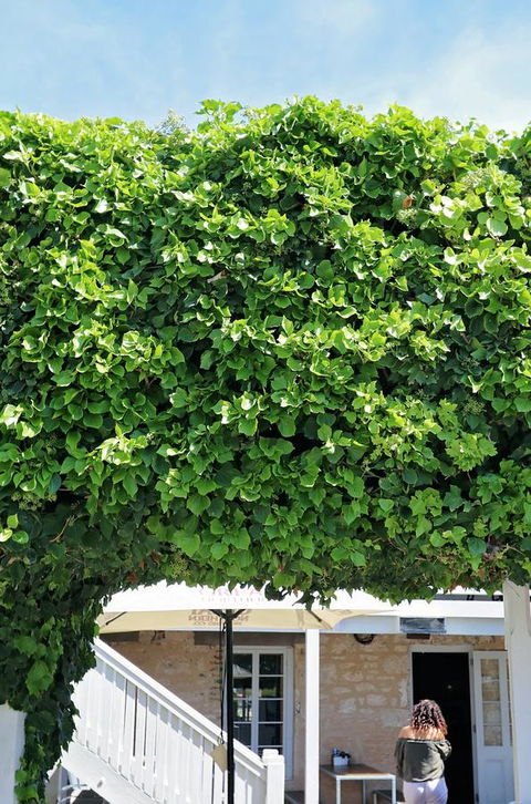 Caledonian Inn - Dentist Search 21