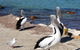 Elanora Tranquility At Emu Bay - thumb 17