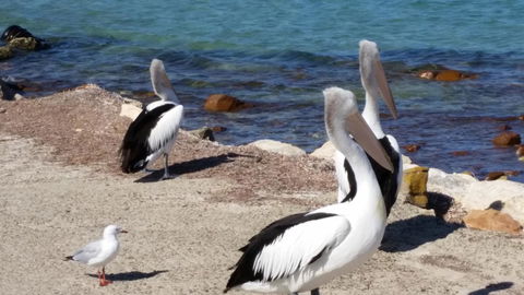 Elanora Tranquility At Emu Bay - Dentist Find 17