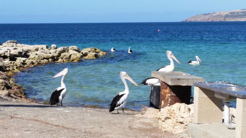 Elanora Tranquility At Emu Bay - Dentist Find 19