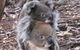 Western KI Caravan Park & Wildlife Reserve - thumb 34