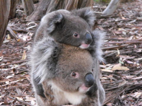 Western KI Caravan Park & Wildlife Reserve - Dentist Find 34