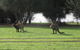 Western KI Caravan Park & Wildlife Reserve - thumb 40
