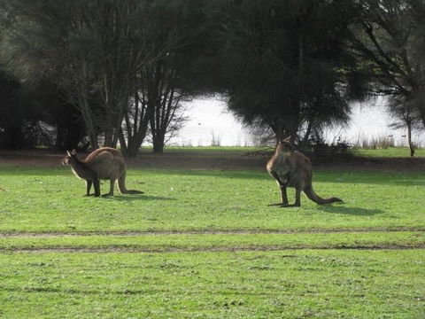 Western KI Caravan Park & Wildlife Reserve - Dentist Find 40