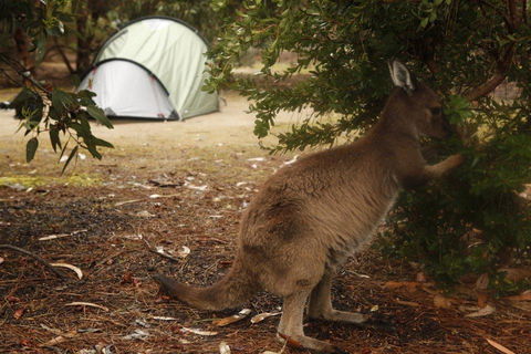 Western KI Caravan Park & Wildlife Reserve - Dentist Find 35