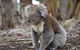 Western KI Caravan Park & Wildlife Reserve - thumb 38