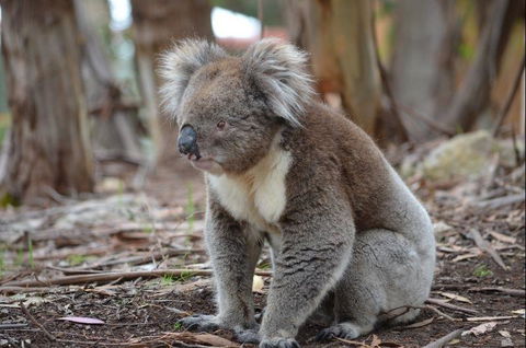 Western KI Caravan Park & Wildlife Reserve - Dentist Find 38