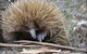 Western KI Caravan Park & Wildlife Reserve - thumb 37