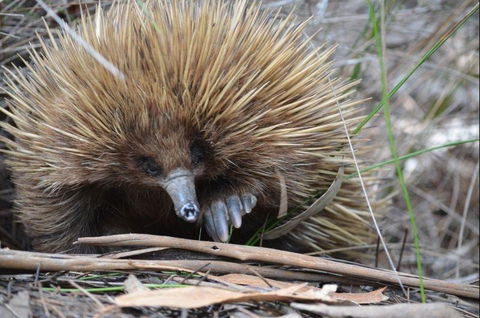 Western KI Caravan Park & Wildlife Reserve - Dentist Find 37
