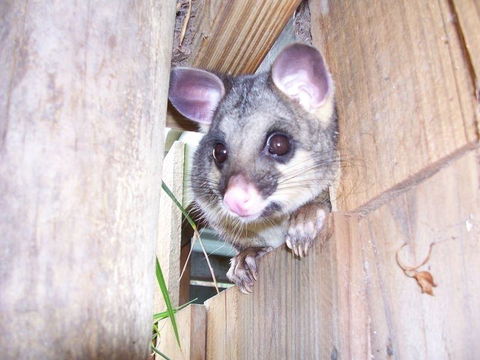 Western KI Caravan Park & Wildlife Reserve - Dentist Find 39