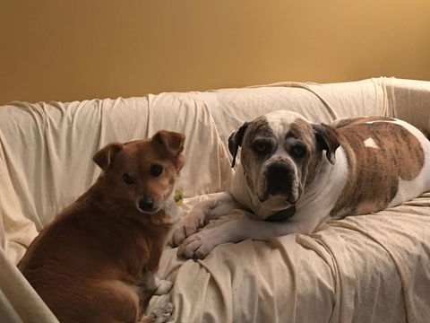 KI Dragonfly Guesthouse - Dentist Search 34