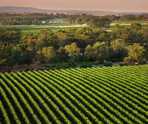 The Reserve Barossa Valley - Dentist Find 1
