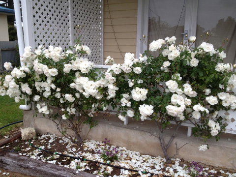 Railway Cottage In Beachport - Dentist Search 12