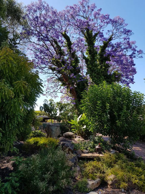 Jacaranda Hideaway Bed & Breakfast - Dentist Find 10