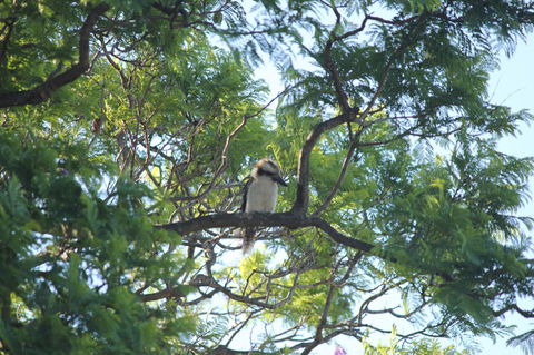 Jacaranda Hideaway Bed & Breakfast - Dentist Find 0