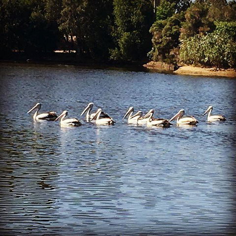 Swan Valley Sisters - Dentist Find 31
