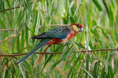 Margaret River Hideaway & Farmstay - Dentists Australia 20