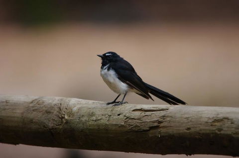 Margaret River Hideaway & Farmstay - Dentists Australia 33