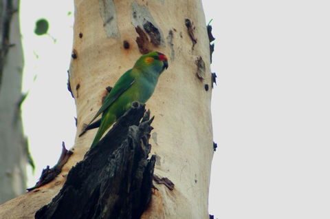 Margaret River Hideaway & Farmstay - Dentists Australia 23