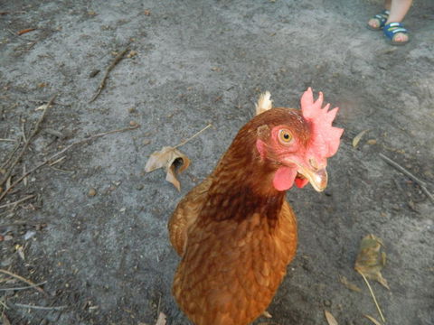 Margaret River Hideaway & Farmstay - Dentists Australia 34