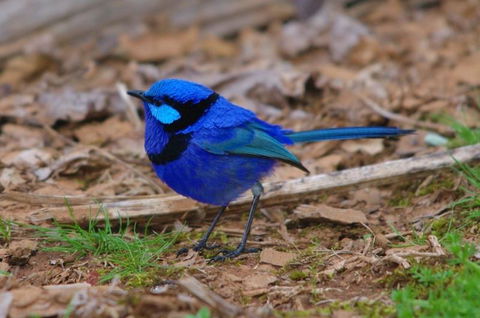 Margaret River Hideaway & Farmstay - Dentists Australia 25