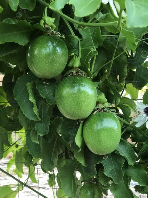 Cockburn Retreat Home æŸæ–¯æ‚ é–’æ°‘å®¿ - Dentist Search 23