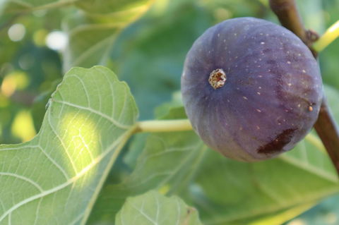 Cockburn Retreat Home æŸæ–¯æ‚ é–’æ°‘å®¿ - Dentist Search 25