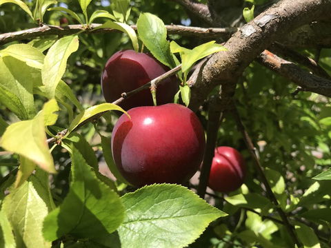 Cockburn Retreat Home æŸæ–¯æ‚ é–’æ°‘å®¿ - Dentist Search 21