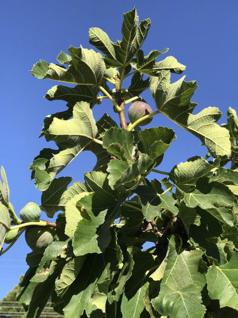 Cockburn Retreat Home æŸæ–¯æ‚ é–’æ°‘å®¿ - Dentist Search 24