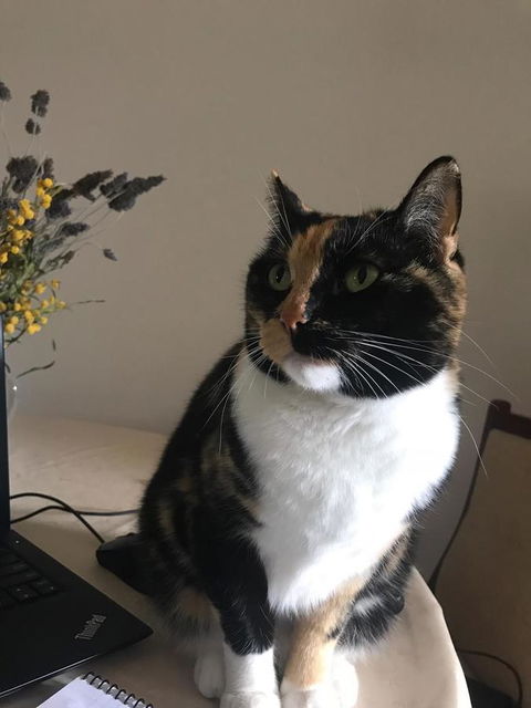 Cockburn Retreat Home æŸæ–¯æ‚ é–’æ°‘å®¿ - Dentist Search 29