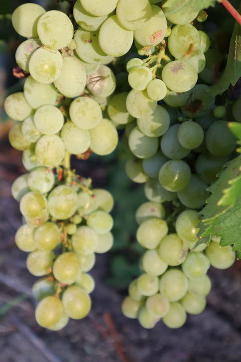 Cockburn Retreat Home æŸæ–¯æ‚ é–’æ°‘å®¿ - Dentist Search 26