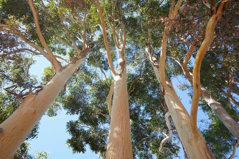 Cockburn Retreat Home æŸæ–¯æ‚ é–’æ°‘å®¿ - Dentist Search 19