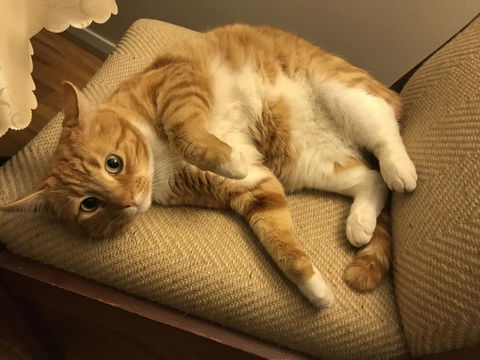 Cockburn Retreat Home æŸæ–¯æ‚ é–’æ°‘å®¿ - Dentist Search 28