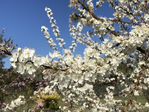 Cockburn Retreat Home æŸæ–¯æ‚ é–’æ°‘å®¿ - Dentist Search 27