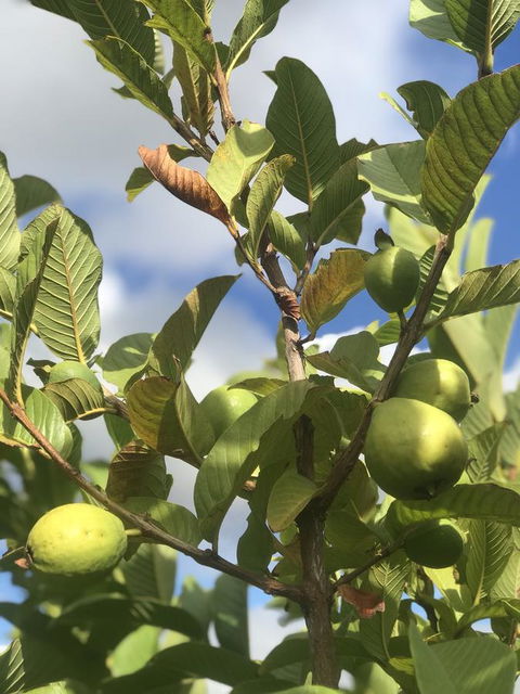 Cockburn Retreat Home æŸæ–¯æ‚ é–’æ°‘å®¿ - Dentist Search 22