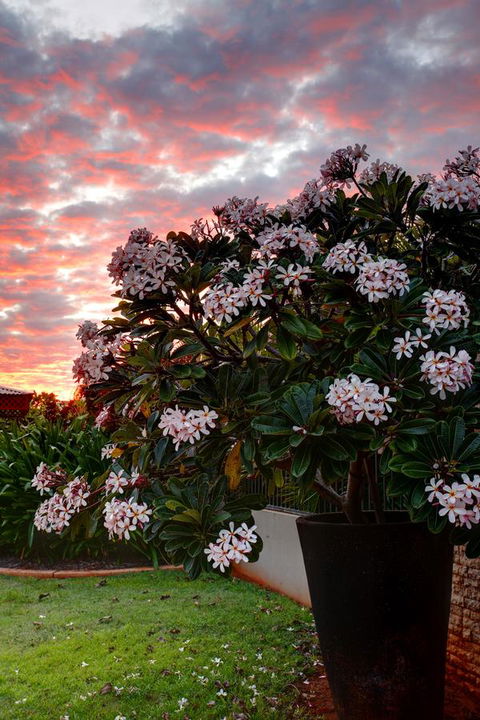 Mantra Frangipani Broome - Dentists Australia 35
