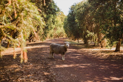 Margaret River Holiday Cottages - Dentists Australia 21