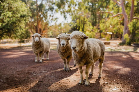 Margaret River Holiday Cottages - Dentists Australia 15