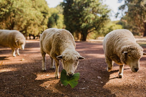 Margaret River Holiday Cottages - Dentists Australia 26