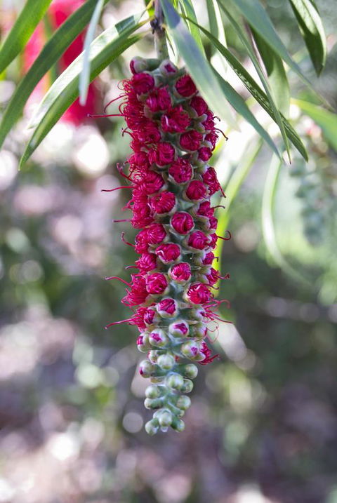 Banksia Tourist Park - Dentist Find 3