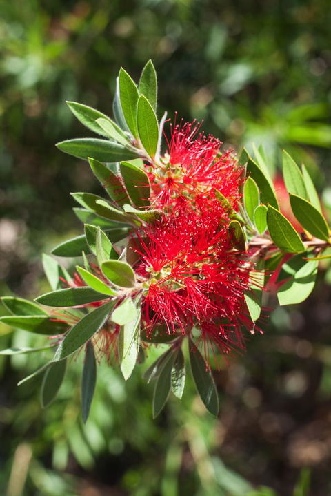 Banksia Tourist Park - Dentist Find 26