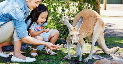 Banksia Tourist Park - Dentist Find 29