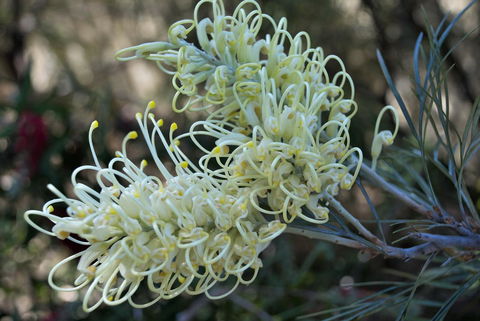 Banksia Tourist Park - Dentist Find 9