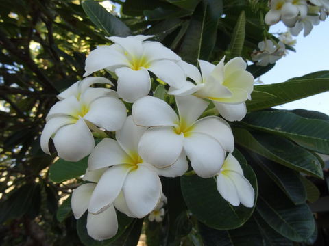 Broome - Dentist Search 3