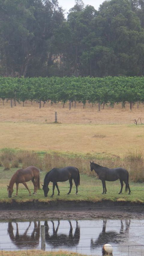 Windfall Estate Vineyard Cottage - Dentist Find 26