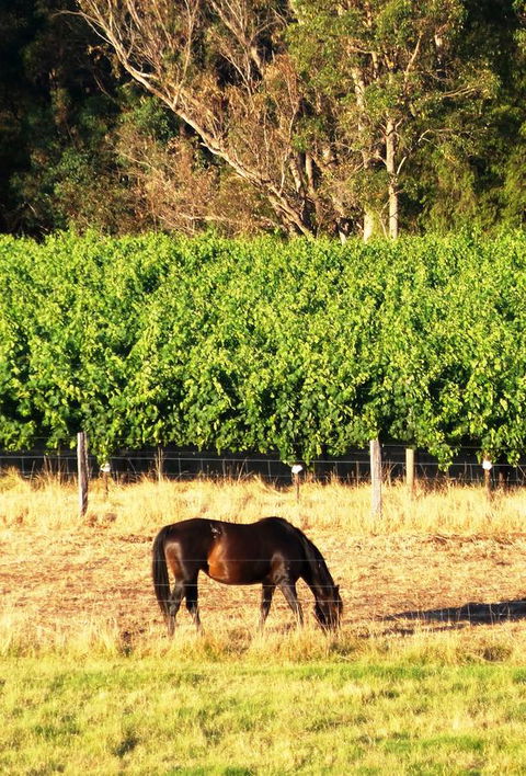 Windfall Estate Vineyard Cottage - Dentist Find 18